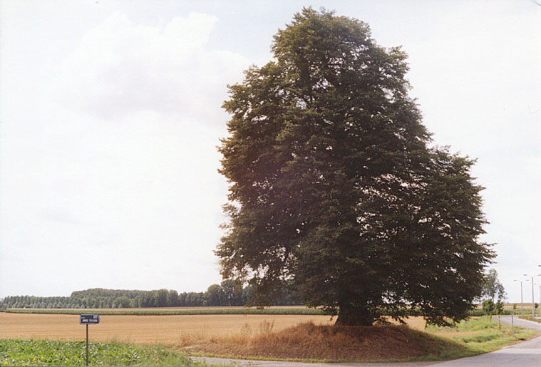 tilleul2.jpg