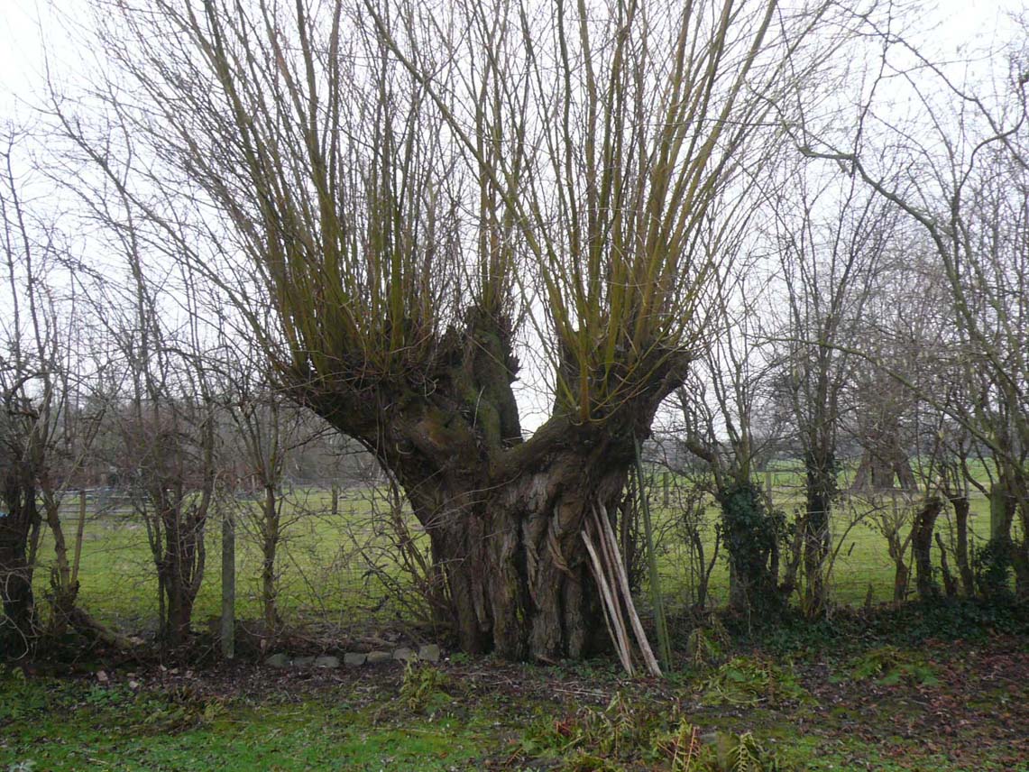 Brasmenil_32 rue du Buissenet_vieille saule_17 janvier 2011(3).jpg
