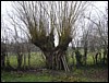 Brasmenil_32 rue du Buissenet_vieille saule_17 janvier 2011(3).jpg