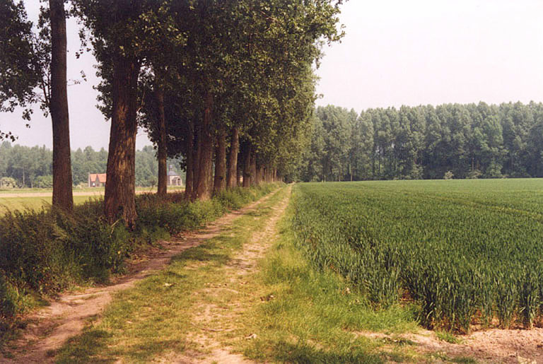 brifoei4.jpg