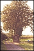 bury3.jpg